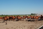 ungarische Puszta-Pferde