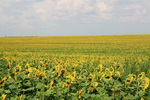 ungarisches Sonnenblumenfeld